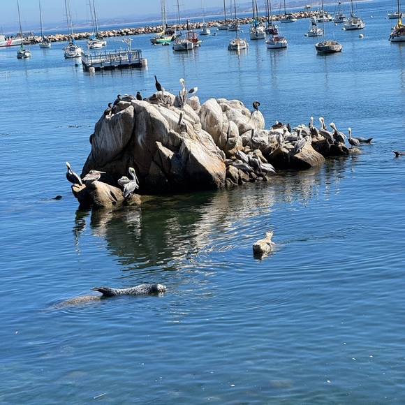 Meet your Posher, Macey - Picture 1 of 1